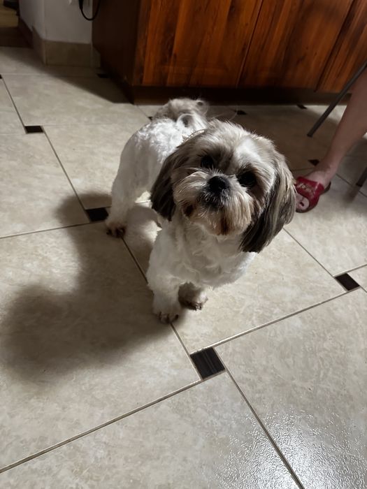 Shih-Tzu piękny piesek gotowy do odbioru !