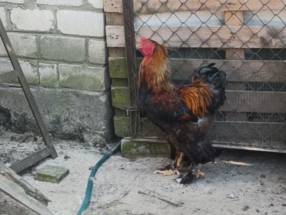 Продам півнів куріпчатої Брами