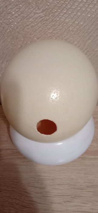 Яйцо Страусиное. Скарлупа.