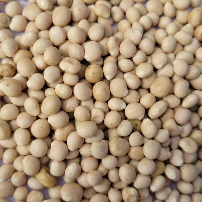 Sprzedam łubin słodki