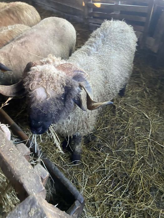 Baran Czarnonos sprzedam