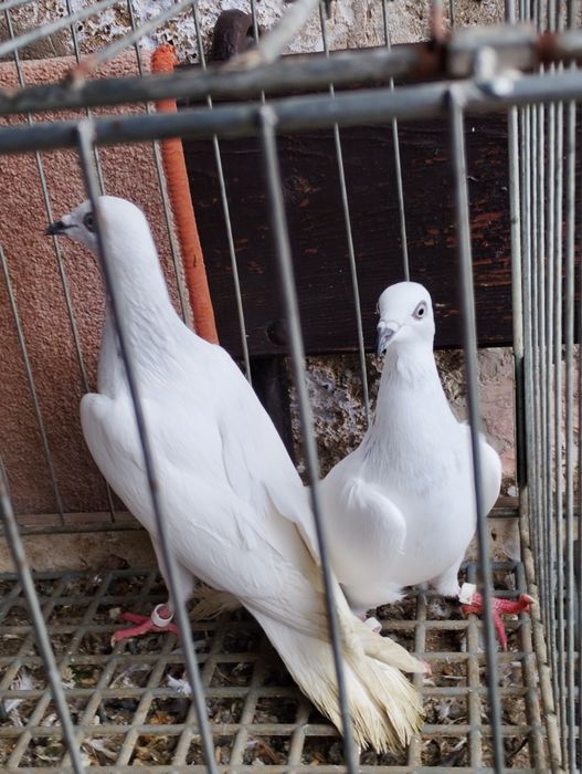 Jasne wyloty i na białych