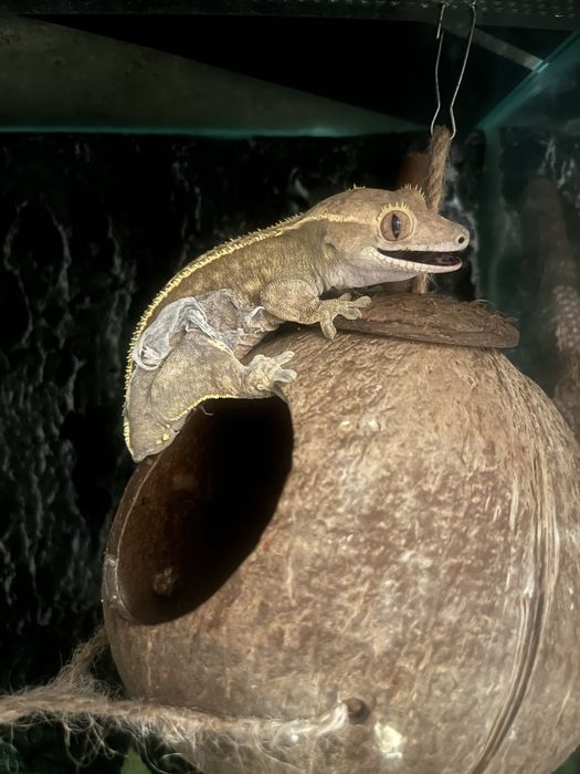 Gekon orzęsiony dorosła samica