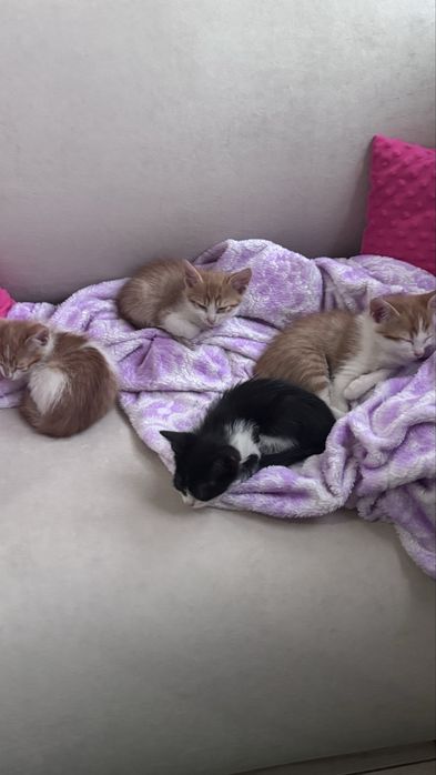 Котинята безкоштовно