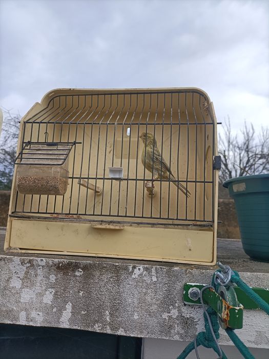 Canários para dispensar