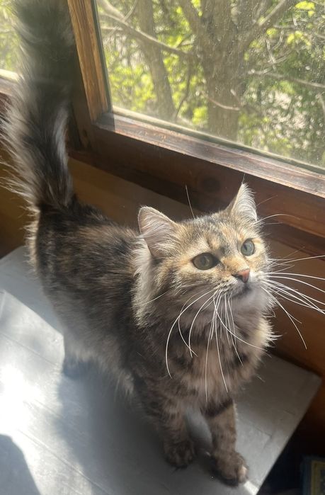 Кошечка ищет семью