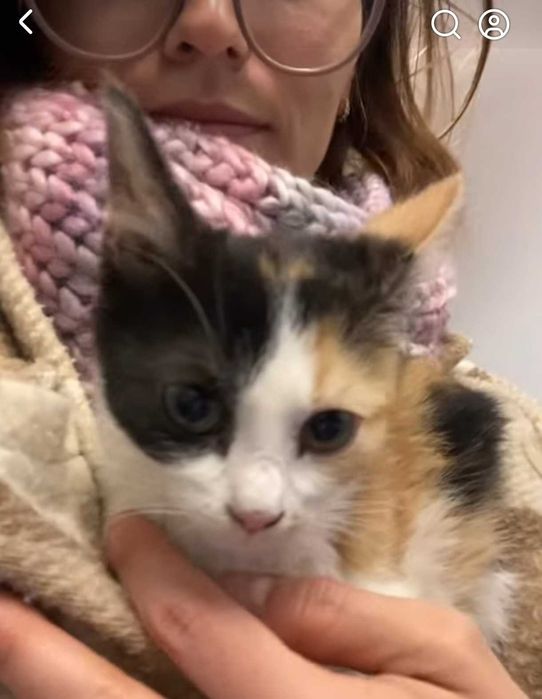 MOLLY – wieczne kocie dziecko