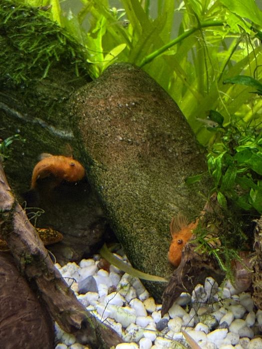 Ancistrus Super Red juvenis