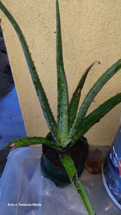 Aloe vera medio...
