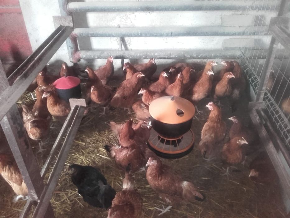 Kury nioski młode rossa rosa sandy dominant