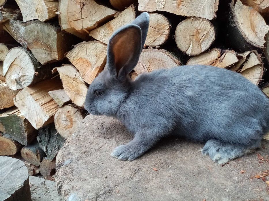 Кролі різних порід