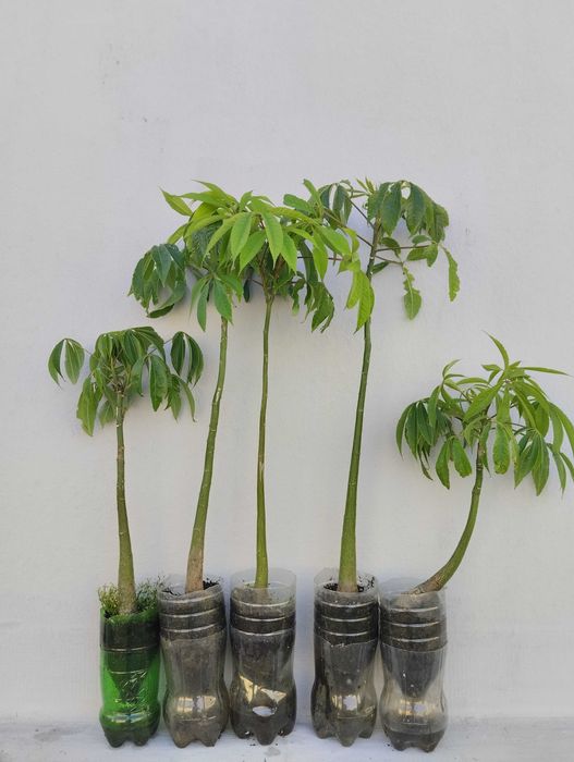 Planta Seiba speciosa.