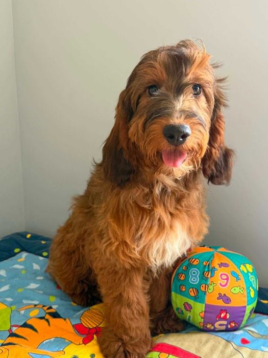 Cockapoo f1 -Cocker spaniel/pudel   -PIES