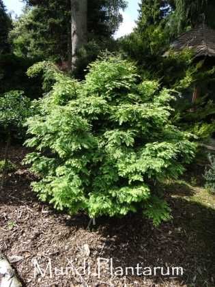 Метасеквойя китайська ,,Hamlet's broom"