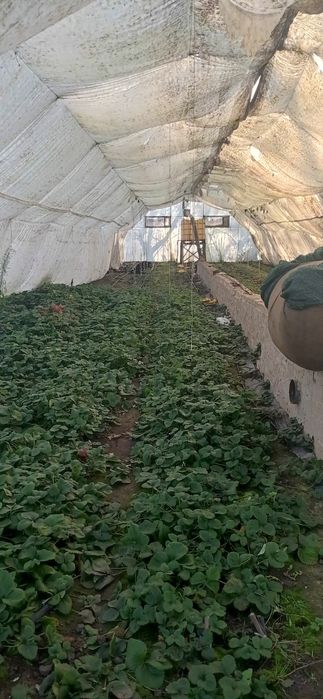 Продам  дві теплиці