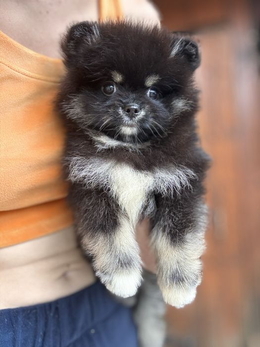 Дружок шпіц vippp