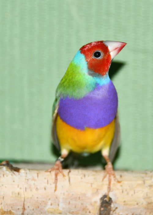 Amadyna wspaniała samiec 2025