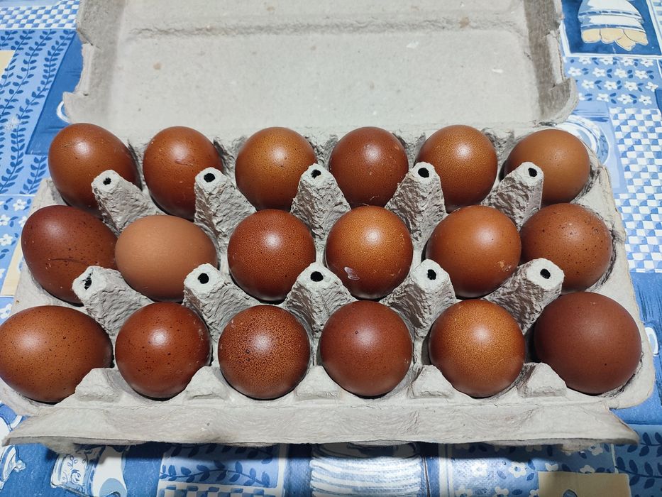 Marans Preto Cobre - Ovos e Pintos