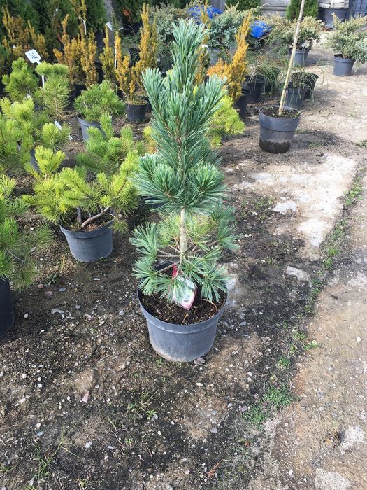 Sosna ( Pinus flexilis „ Vanderwolf’s Pyramid”)