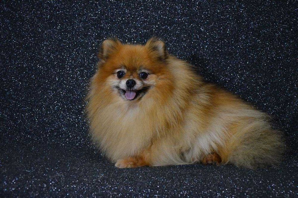 Риженька дівчинка померашка