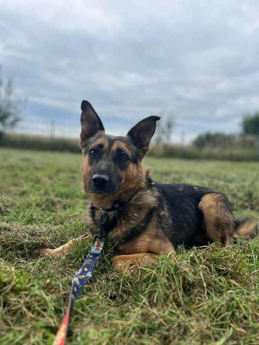 Dzik, młody owczarek do adopcji