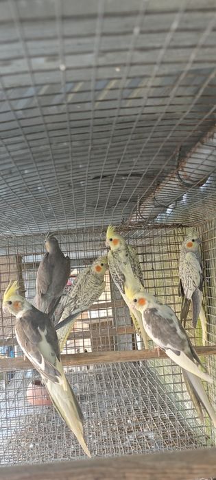 Caturras bebés para acabar de alimentar mão