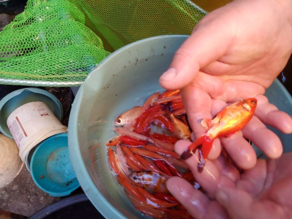 Karp koi butterfly karaś ozdobny orfa amur tołpyga