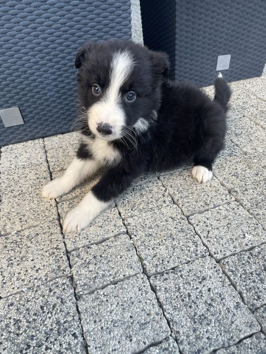 Piesek czarno bialy border collie
