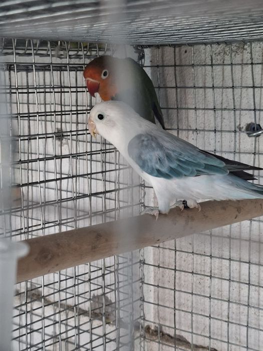 Casais Agapornis fichers