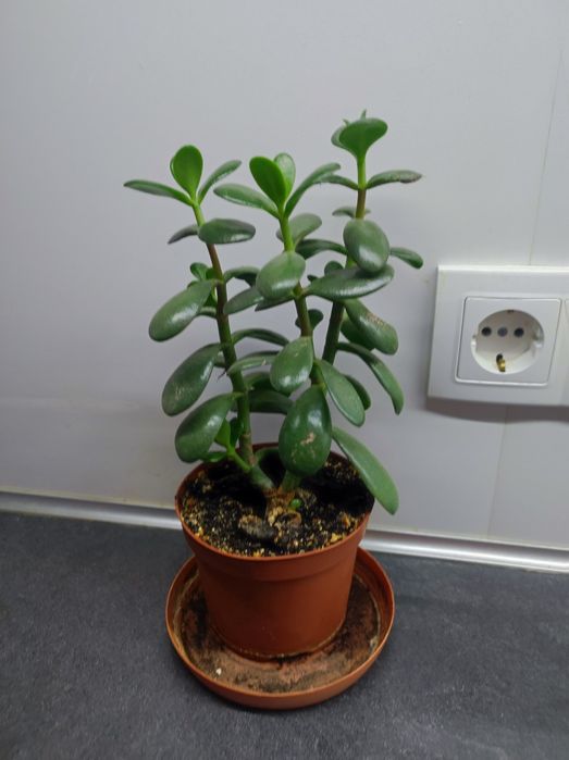 Денежное дерево(толстяка)
