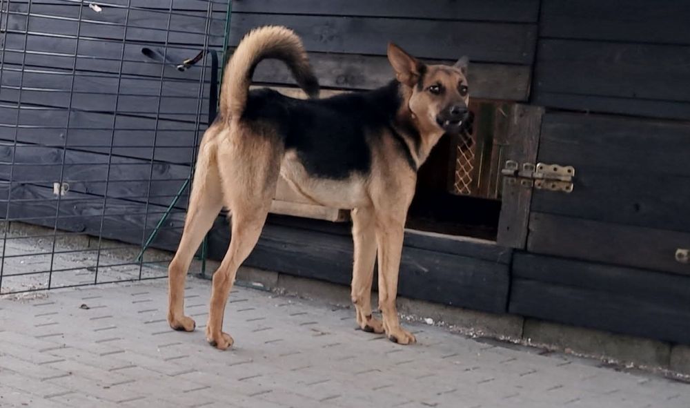 Ziutek prosi o szansę