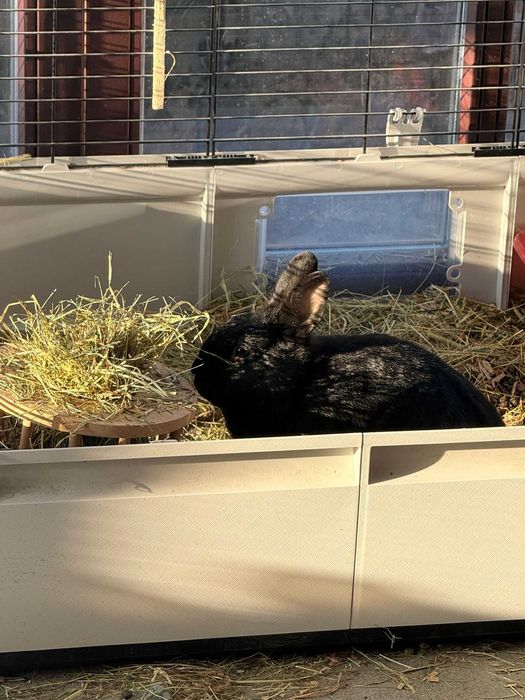 Kroliki Marcinek i Cinnamon do adopcji razem z cala oprawka