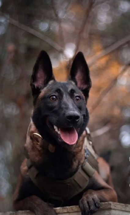 Owczarek belgijski Malinois
