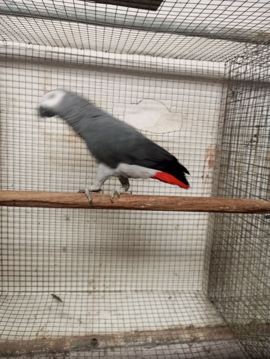 Macho papagaio cinzento