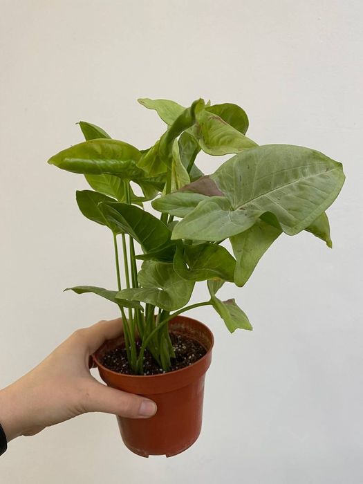 Сигнониум Милк Конфетти - красивое неприхотливое растение