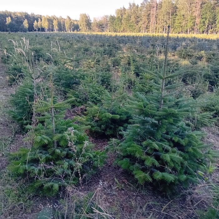Tuja kórnik szmaragd braband blue arrov globosa swierk  jodła
