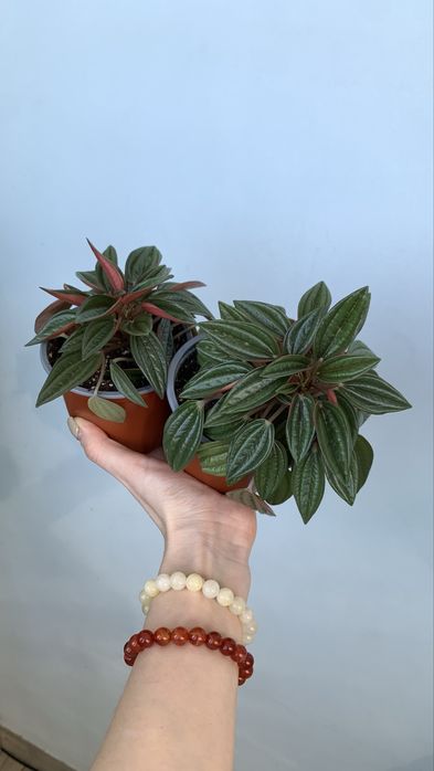 Продам Пеперомию Россо