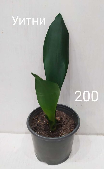 Сансевиерия Уитни