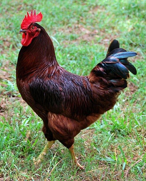 Ovos Férteis para Incubação – Rhode Island Red