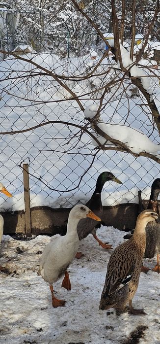 Продам або обміняю качура Індійський Бігунок