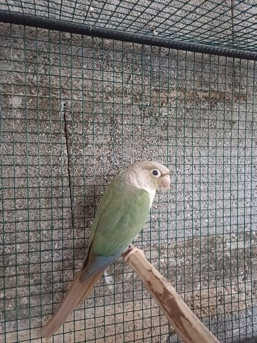 Casal Phyrruras 2022