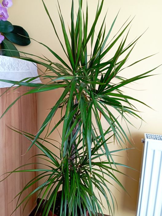 Dracena doniczkowa