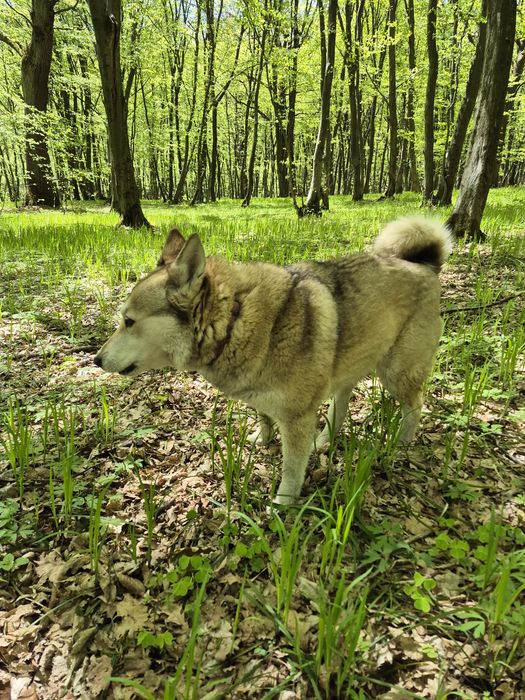 Цуценята мама  західносибірська лайка