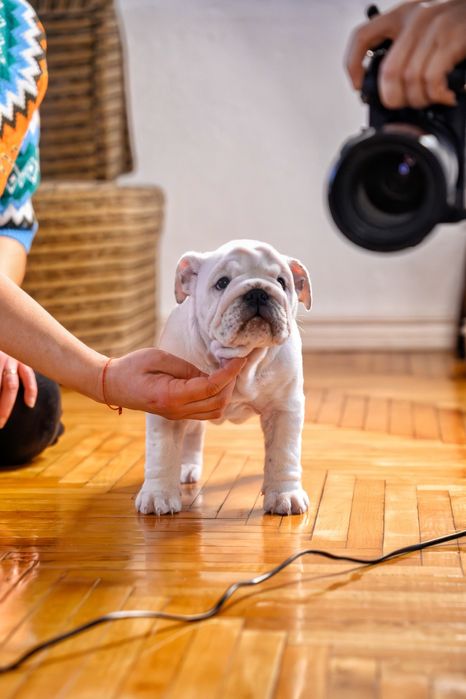 Чудові бульдожки