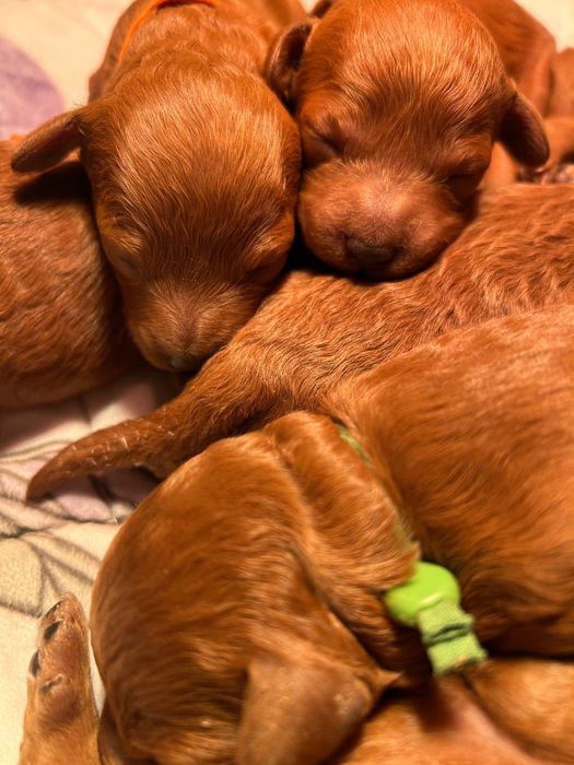 Pudel miniaturowy/toy