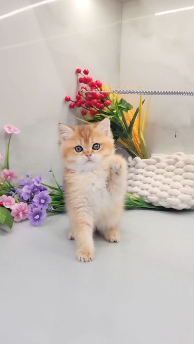 Хлопчик шотландський