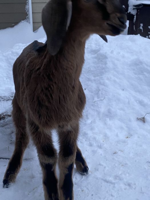 Прдам 100%  козлика ,вік  5 місяців,породи англонубієць