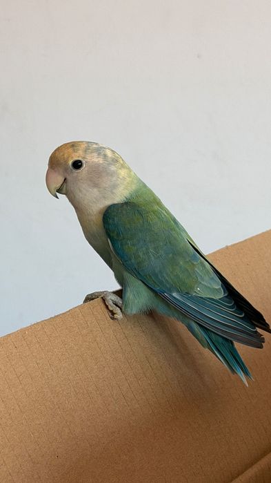 Casal de Agapornis Roseicollies