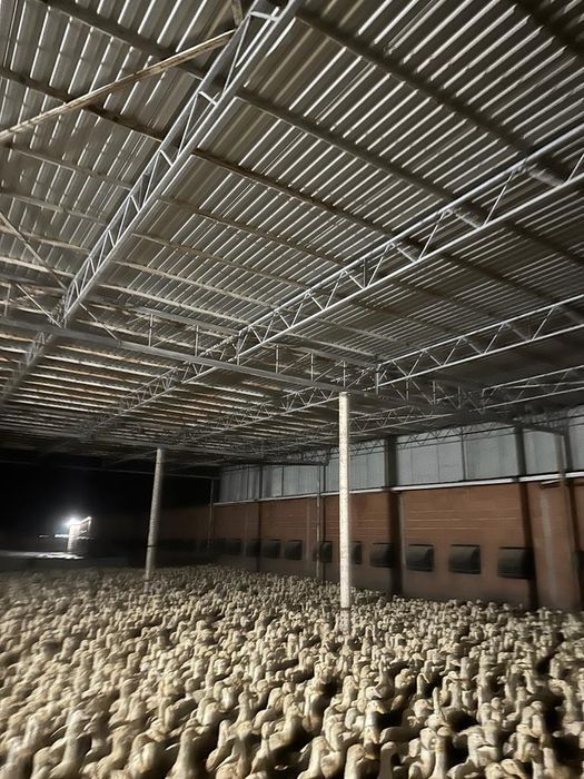 Konstrukcja 11.8m zadaszenia wiaty na kaczki gęsi itp.