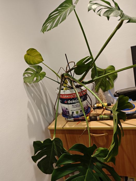Monstera Deliciosa
